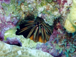 IMG 3244 Reef Urchin